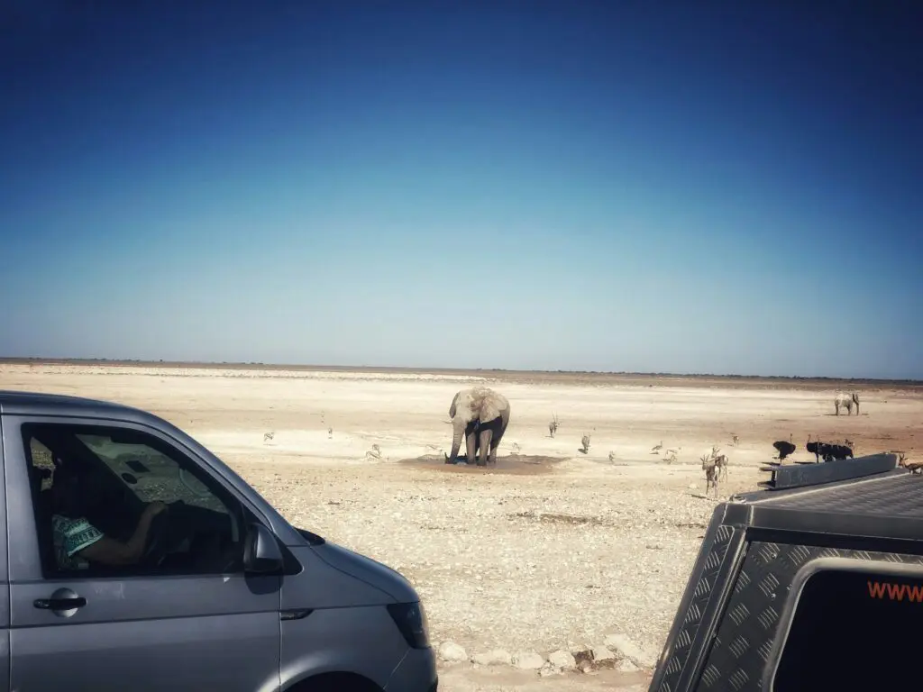 Elephant at the Etosha Salt Pan