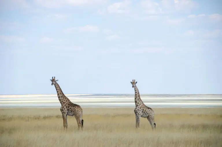 Famous Salt Pan in Namibia