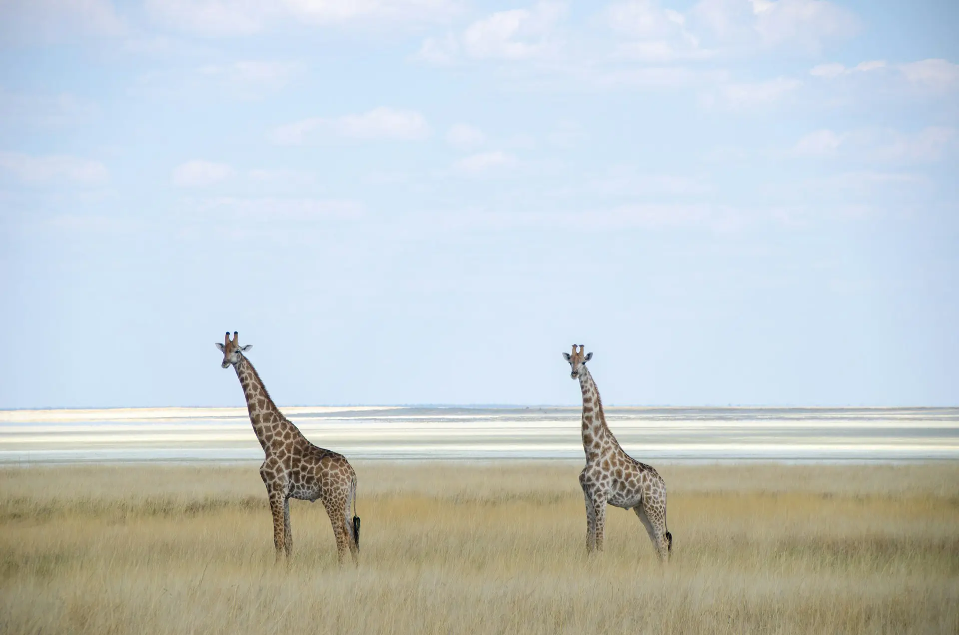 Famous Salt Pan in Namibia