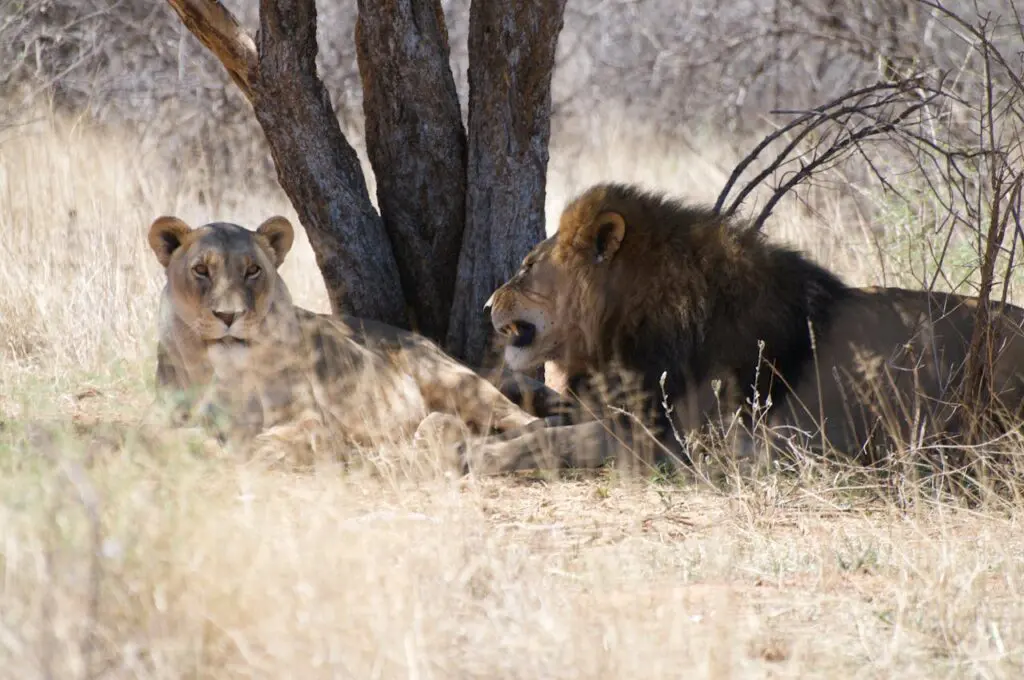 Kalahari Desert Lions