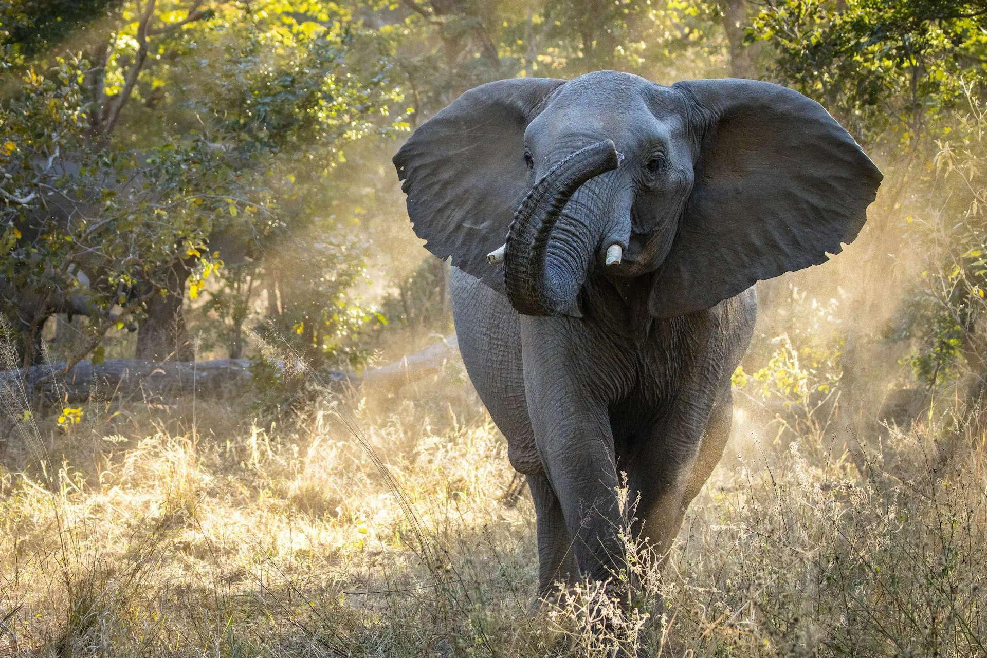 Things to do in Zimbabwe, Wildlife Safari
