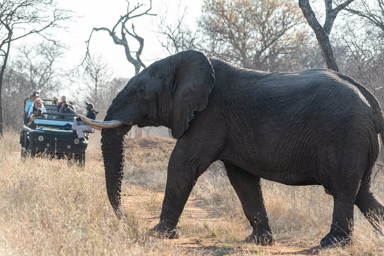 Safaris for Digital Detox Holidays