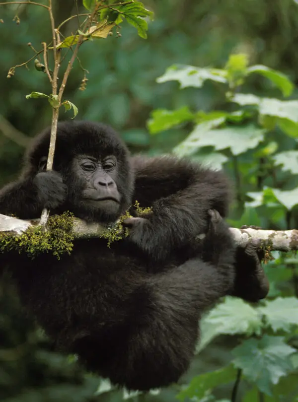 Mountain,Gorilla,,Gorilla,Gorilla,Beringei,,Young,Playing,On,Branch,,Virunga