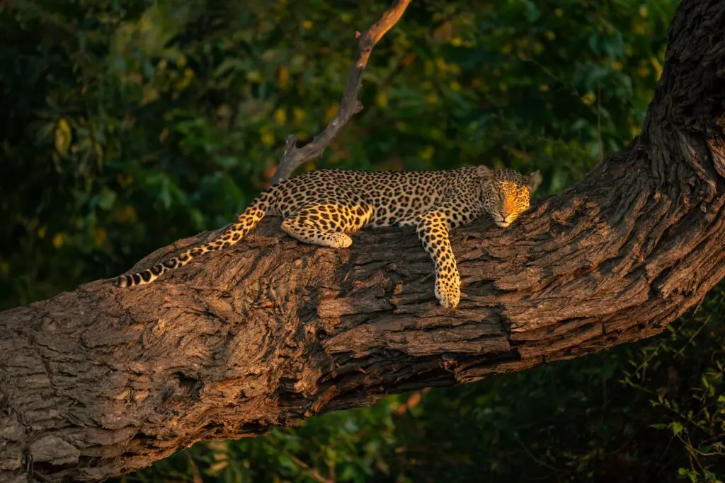 Leopard lying up on a tree trunk in the Okavango Delta Botswana