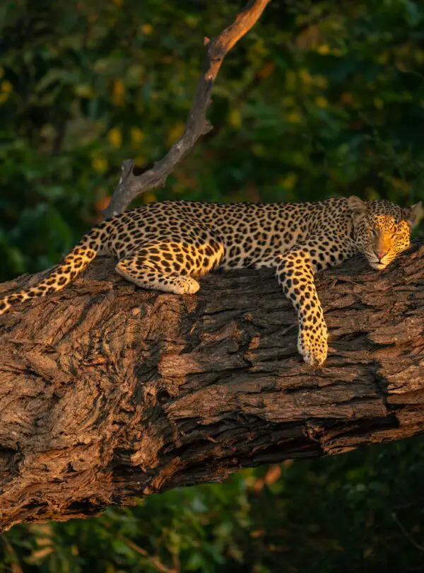 Leopard lying up on a tree trunk in the Okavango Delta Botswana