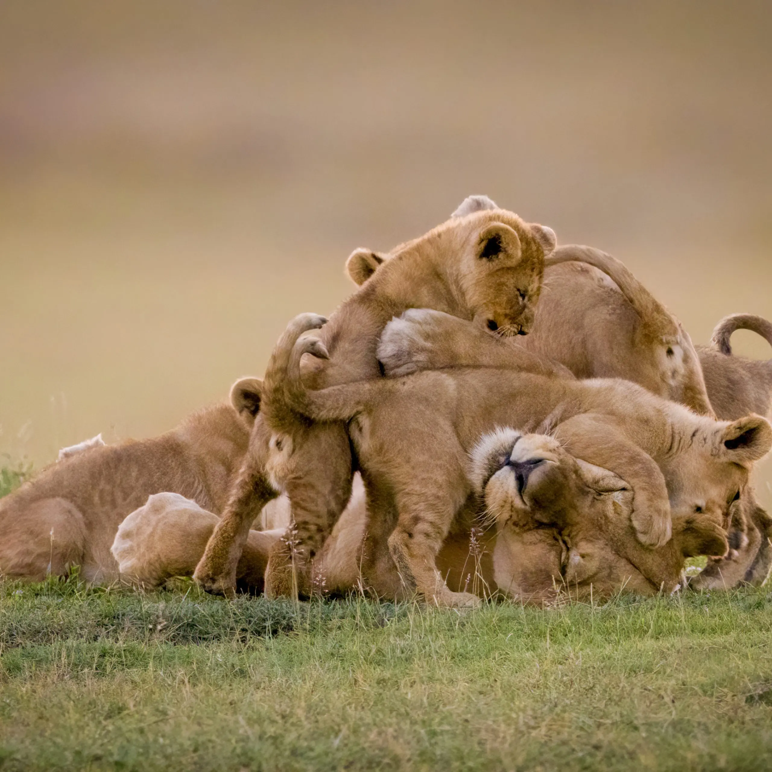 Lioness,Lies,Covered,In,Cubs,On,Savannah