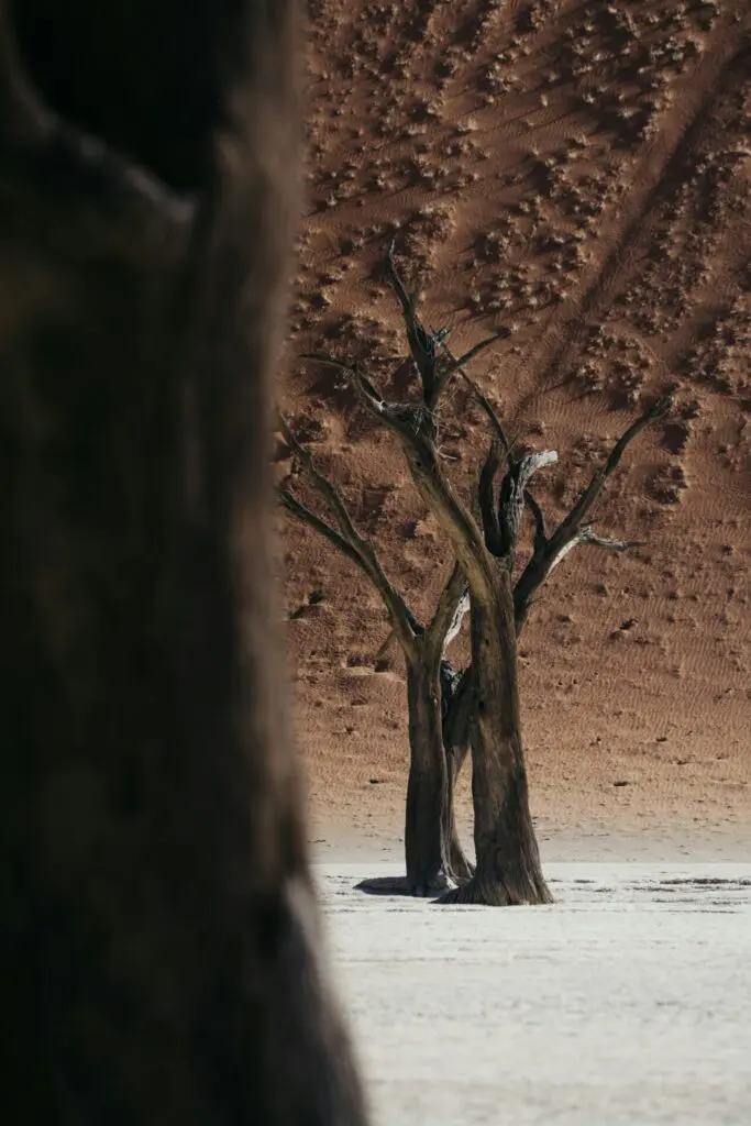A Dead Tree in Namibia