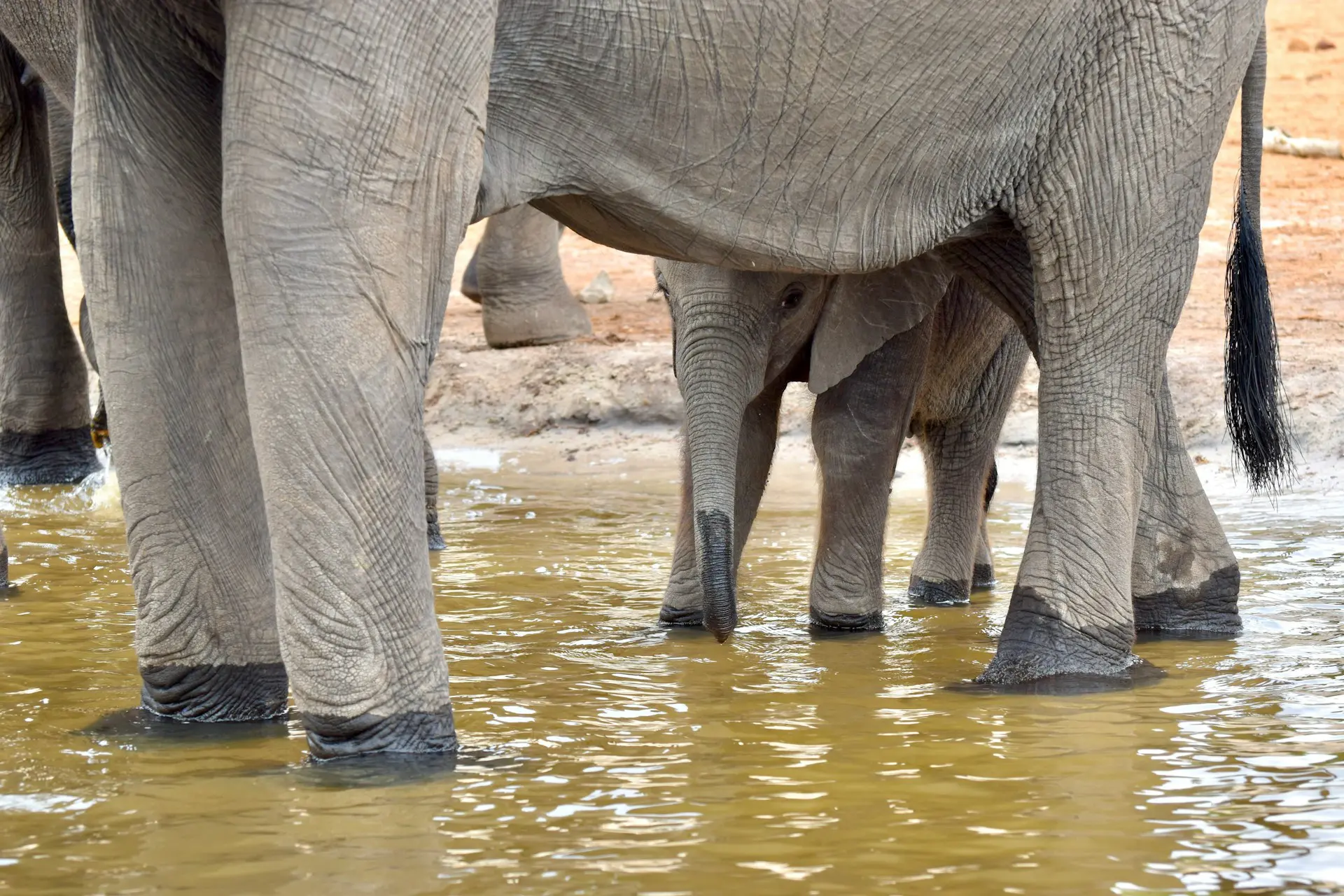 Chobe River