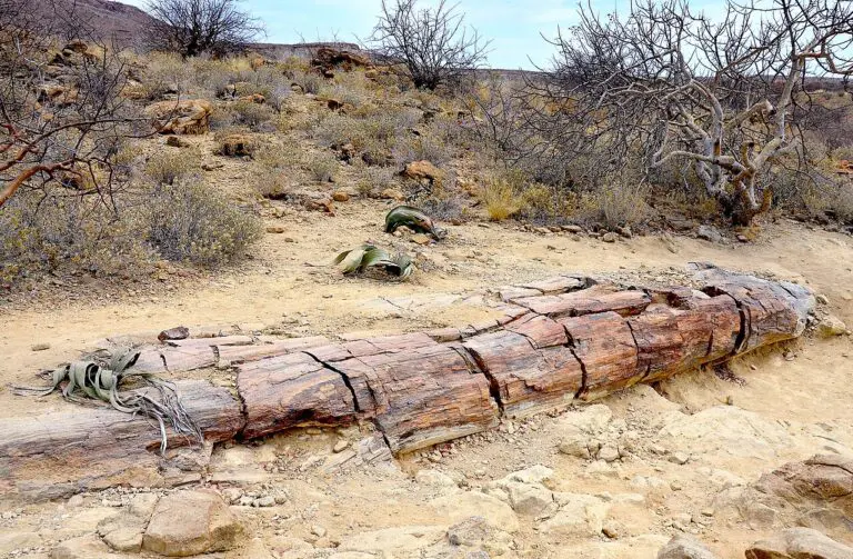 Petrified Forest in Namibia