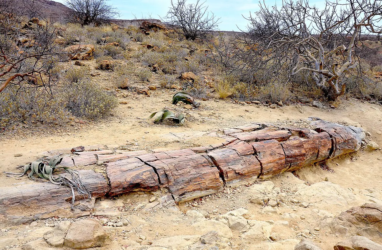 Petrified Forest in Namibia
