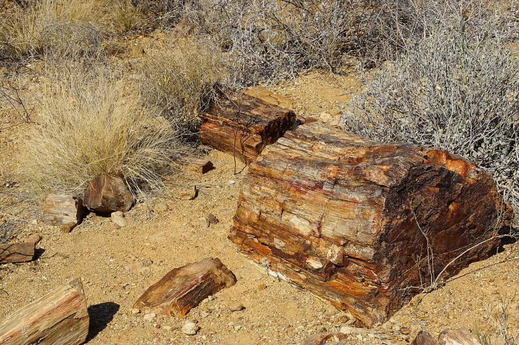 Petrified Trees in Namibia