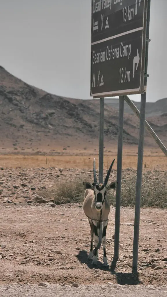 Wildlife in Sesriem