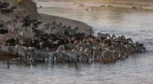 Wildebeest and zebra gather at river for great migration in east africa mara river tanzania