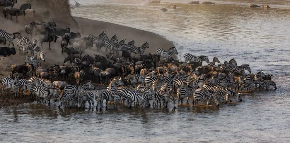Wildebeest and zebra gather at river for great migration in east africa mara river tanzania