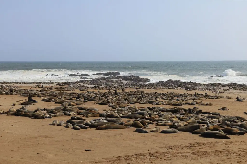 A Colony of Cape Fur Seals in Namibia