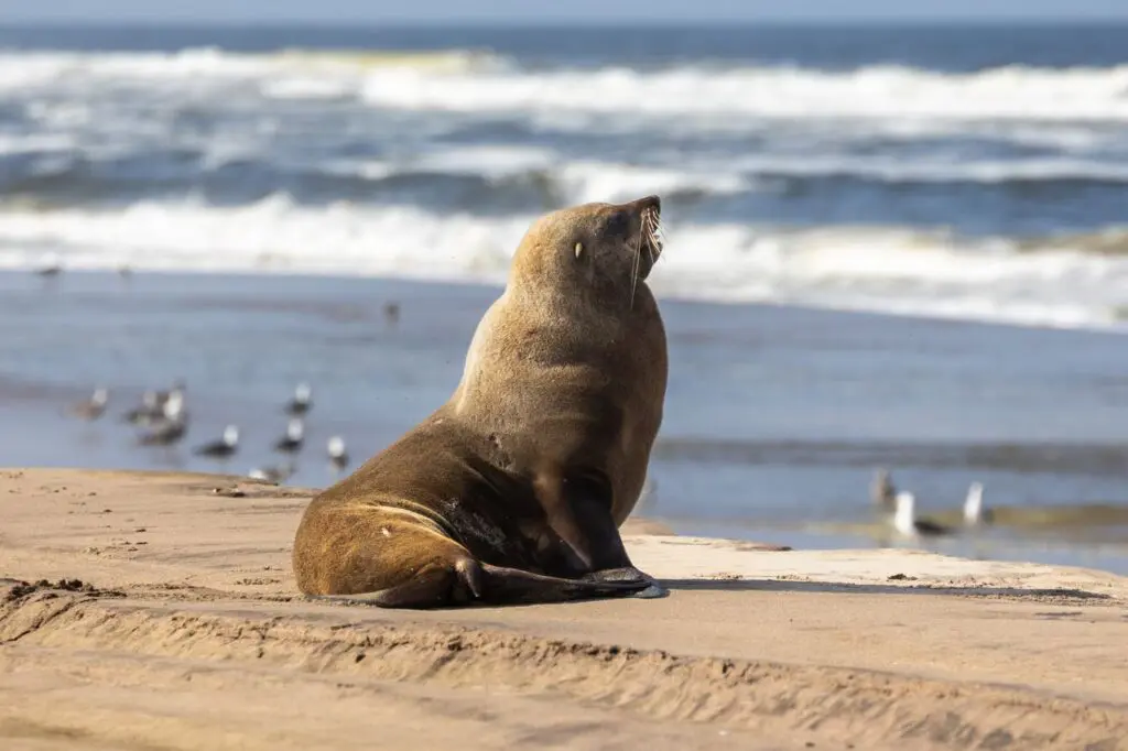 A Lone Cape Fur Seal