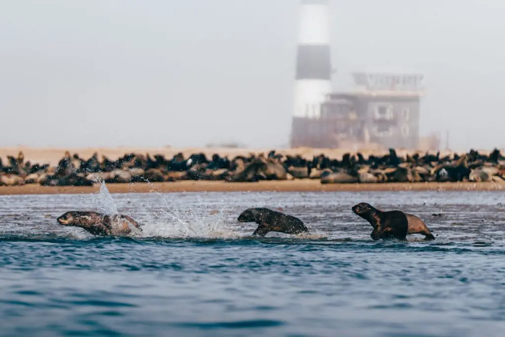 Cape Fur Seals Running on the Beach
