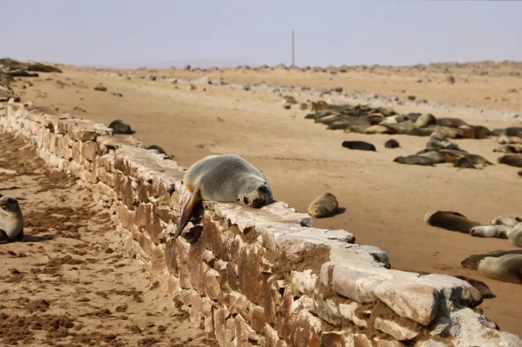 Cape Fur Seals at Cape Cross