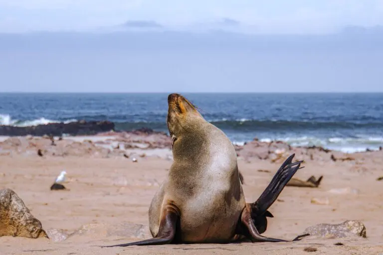 Cape Fur Seals in Namibia