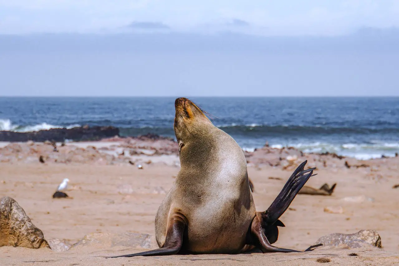 Cape Fur Seals in Namibia