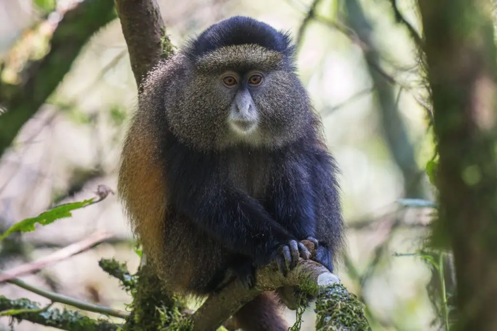 Golden Monkey in Rwanda