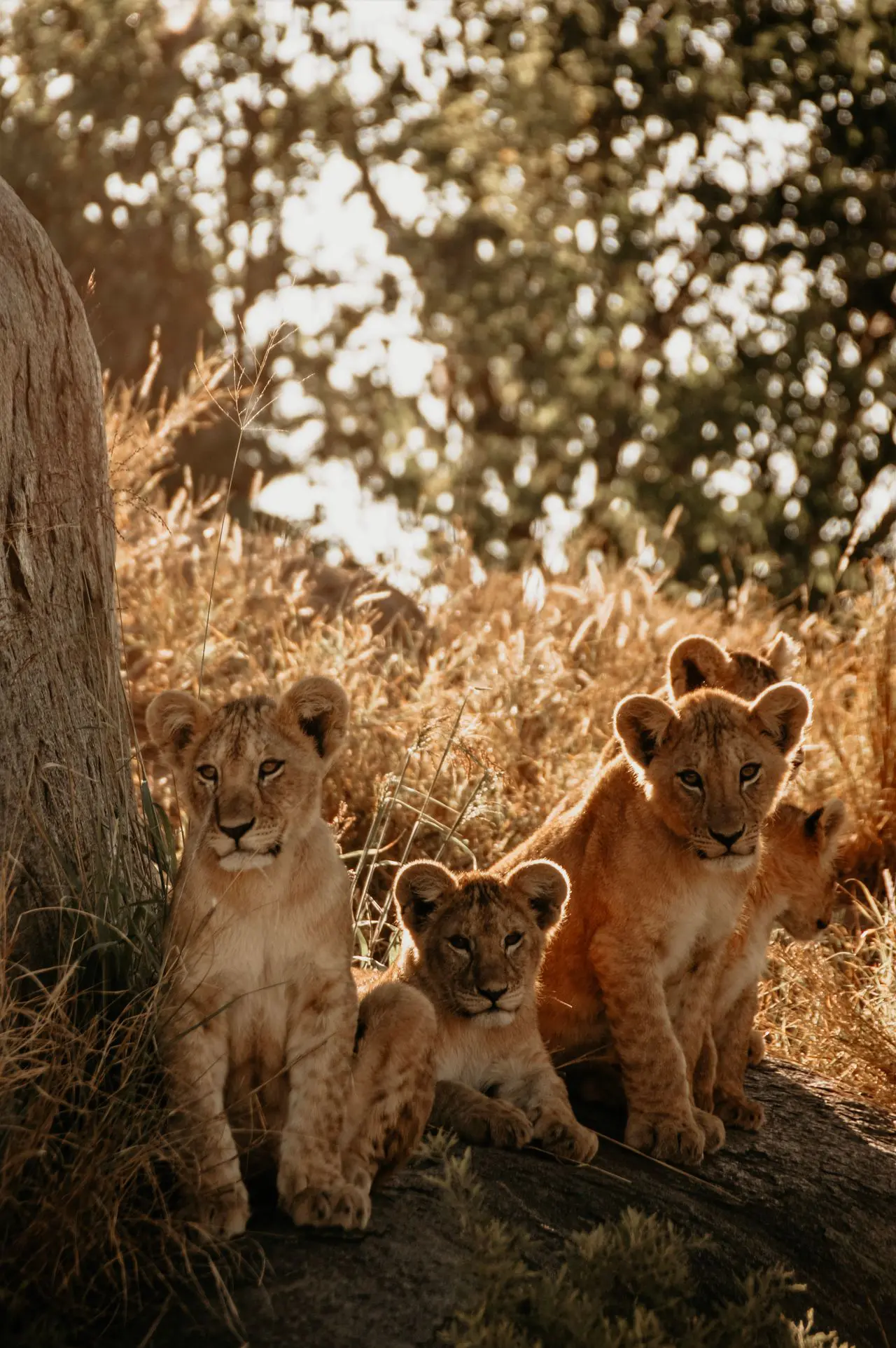 Family Safari in Africa - An Honest Guide for Parents 19 Lion Cubs