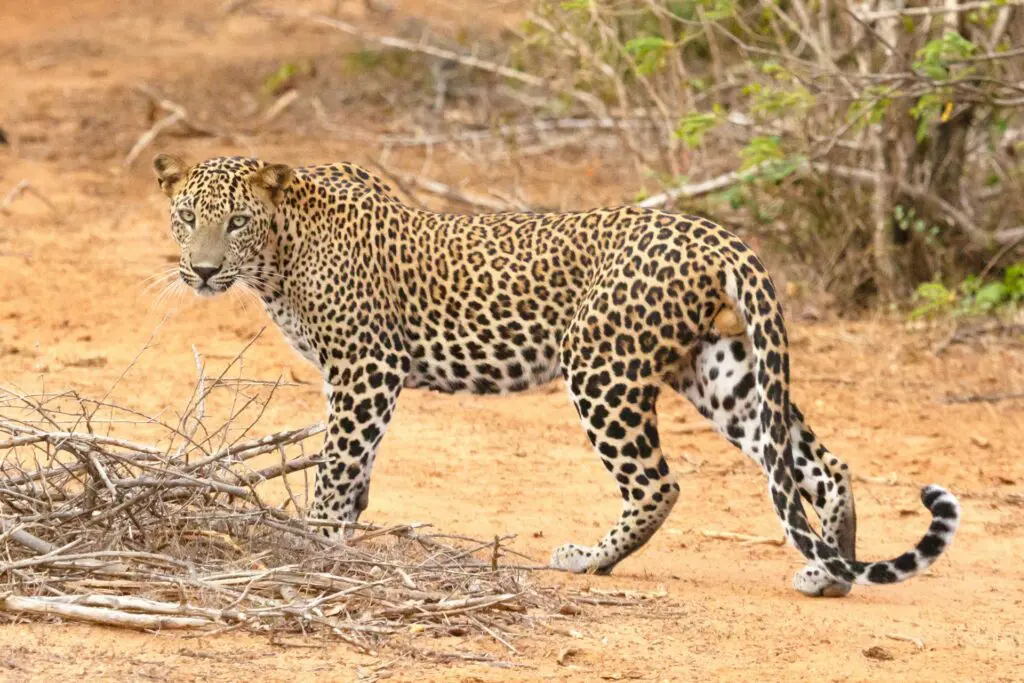 Africat Namibia