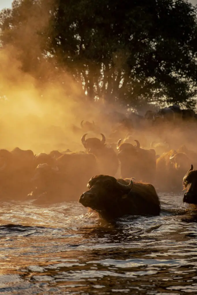 Bwabwata National Park: A Guide to Namibia's Overlooked River Country 18 Buffalo in a River