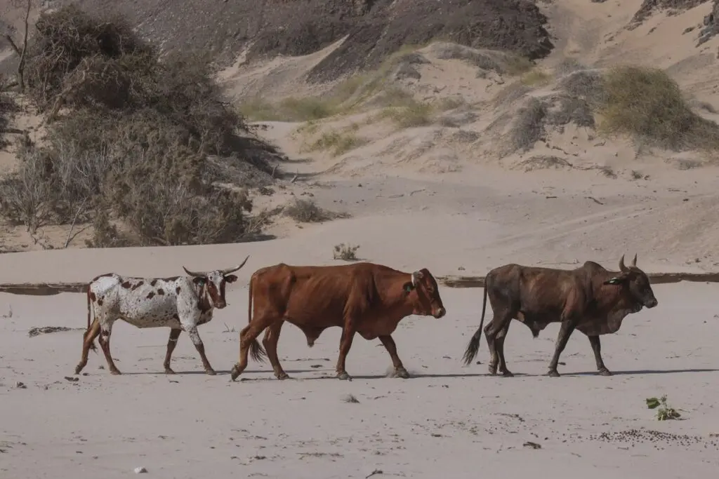 Himba Cattle