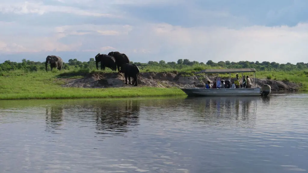 Chobe Boat Elephants