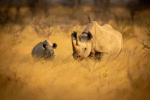 Desert Black Rhino Namibia