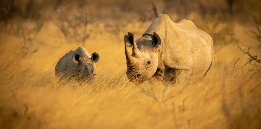 Desert Black Rhino Namibia