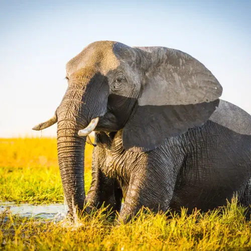 Bull elephant in water Chobe River in Botswana