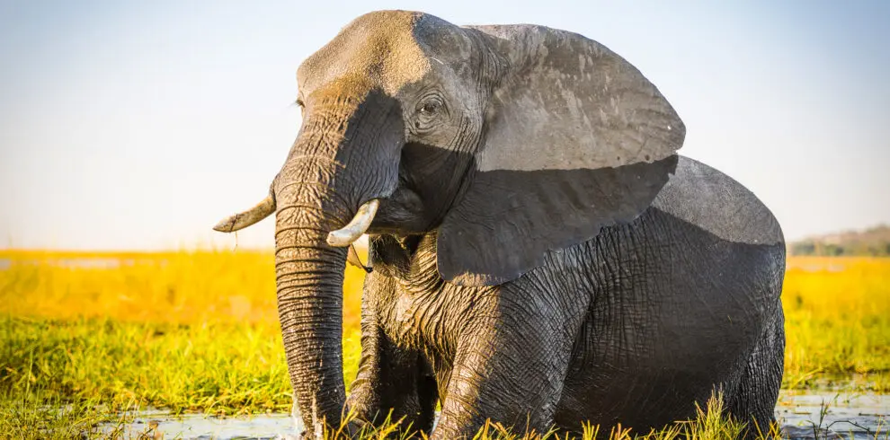 Bull elephant in water Chobe River in Botswana