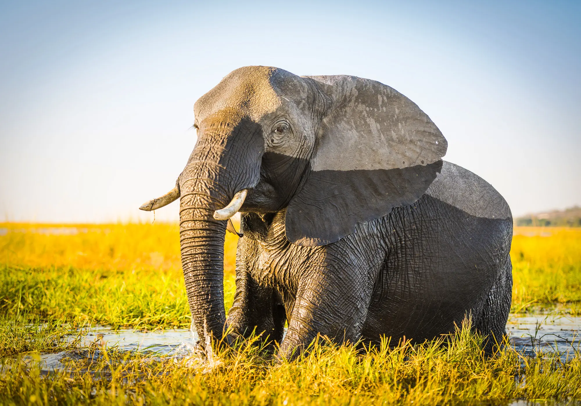 Bull elephant in water Chobe River in Botswana
