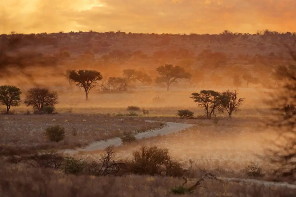 Kalahari Botswana