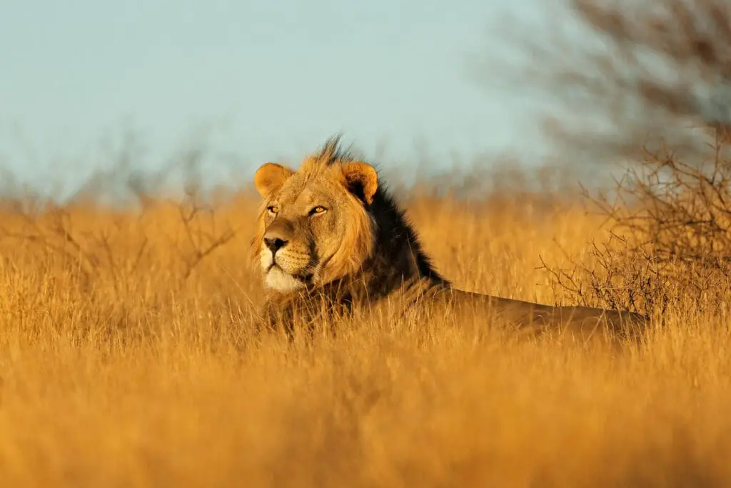 Lion Kalahari