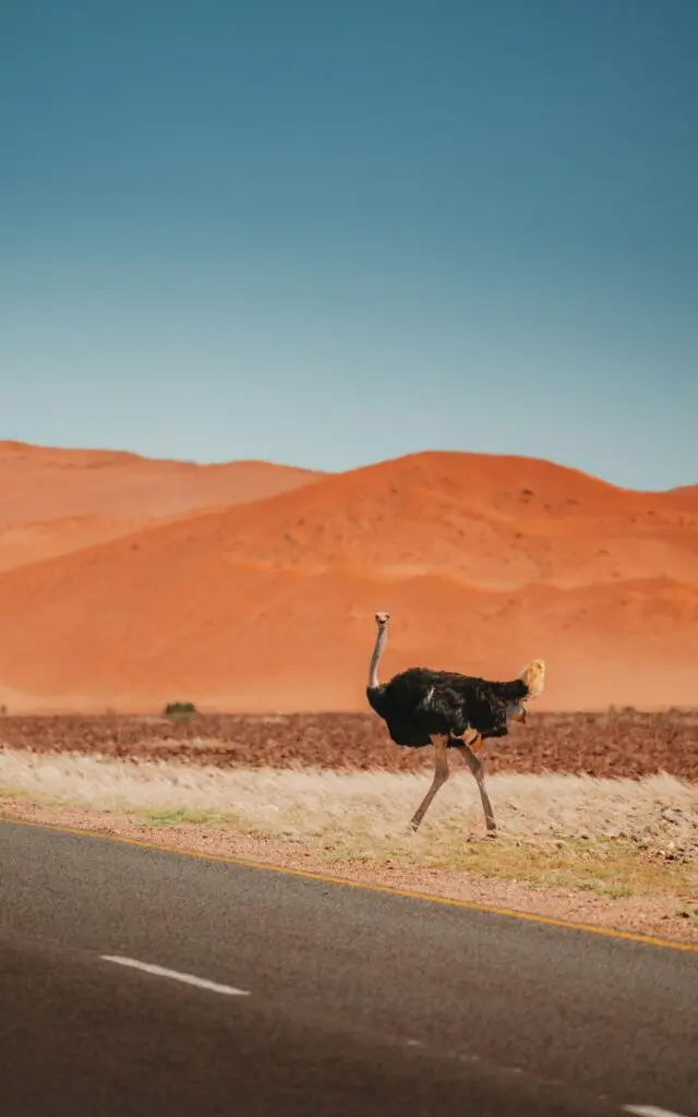 Self Driving in Namibia