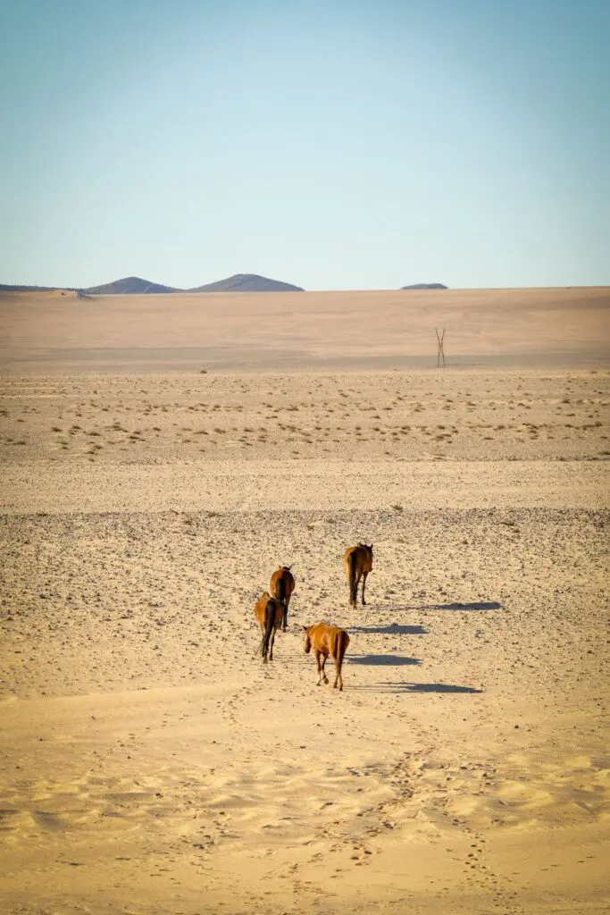 The Traveller's Guide to Aus, Namibia 16 Wild Horses Near Aus