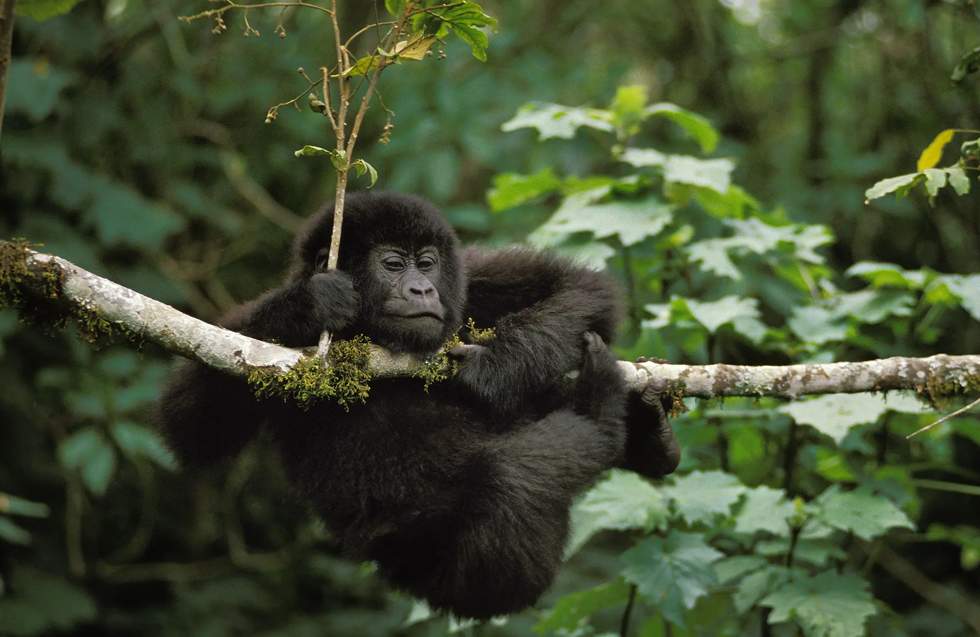 Baby Gorilla Swinging On Tree Branch in Bwindi Uganda
