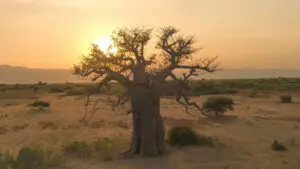 Baobab at Sunset Ruaha National Park Southern Tanzania