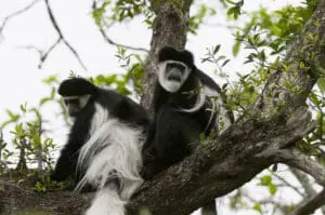 Black & White Colobus Monkey In Nyungwe Forest Rwanda