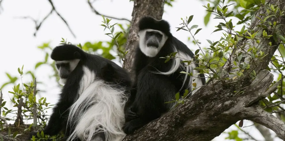 Black & White Colobus Monkey In Nyungwe Forest Rwanda