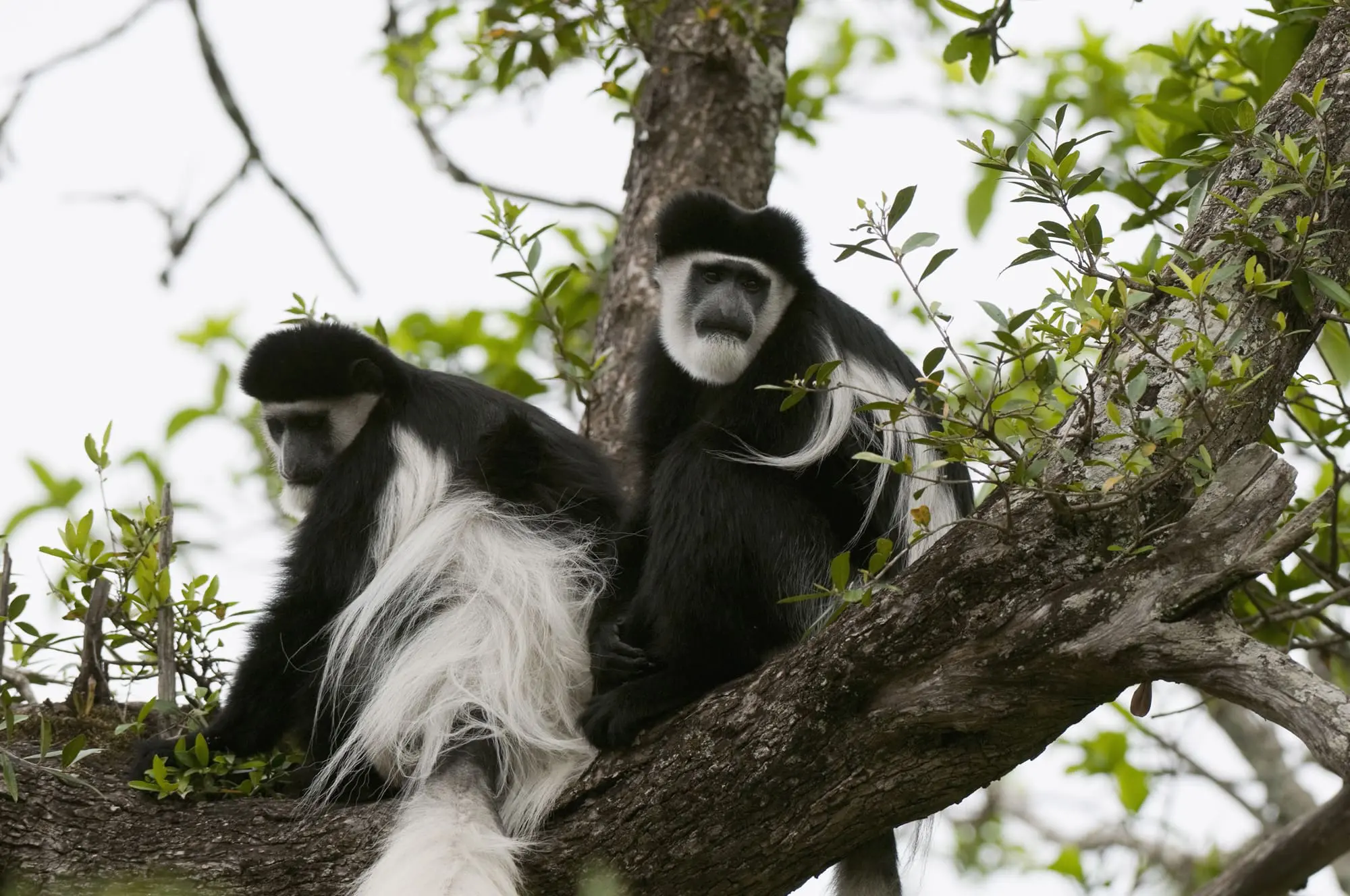 Black & White Colobus Monkey In Nyungwe Forest Rwanda
