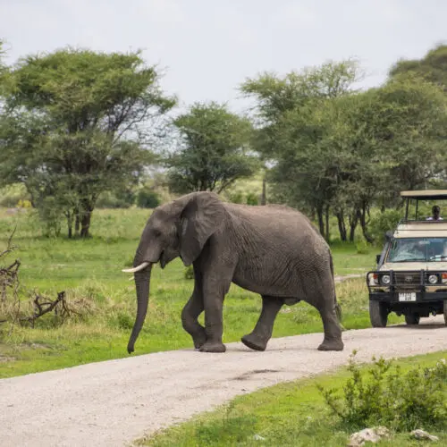 Elepahnt crossing the road infront of safari vehicle Tarangire Tanzania