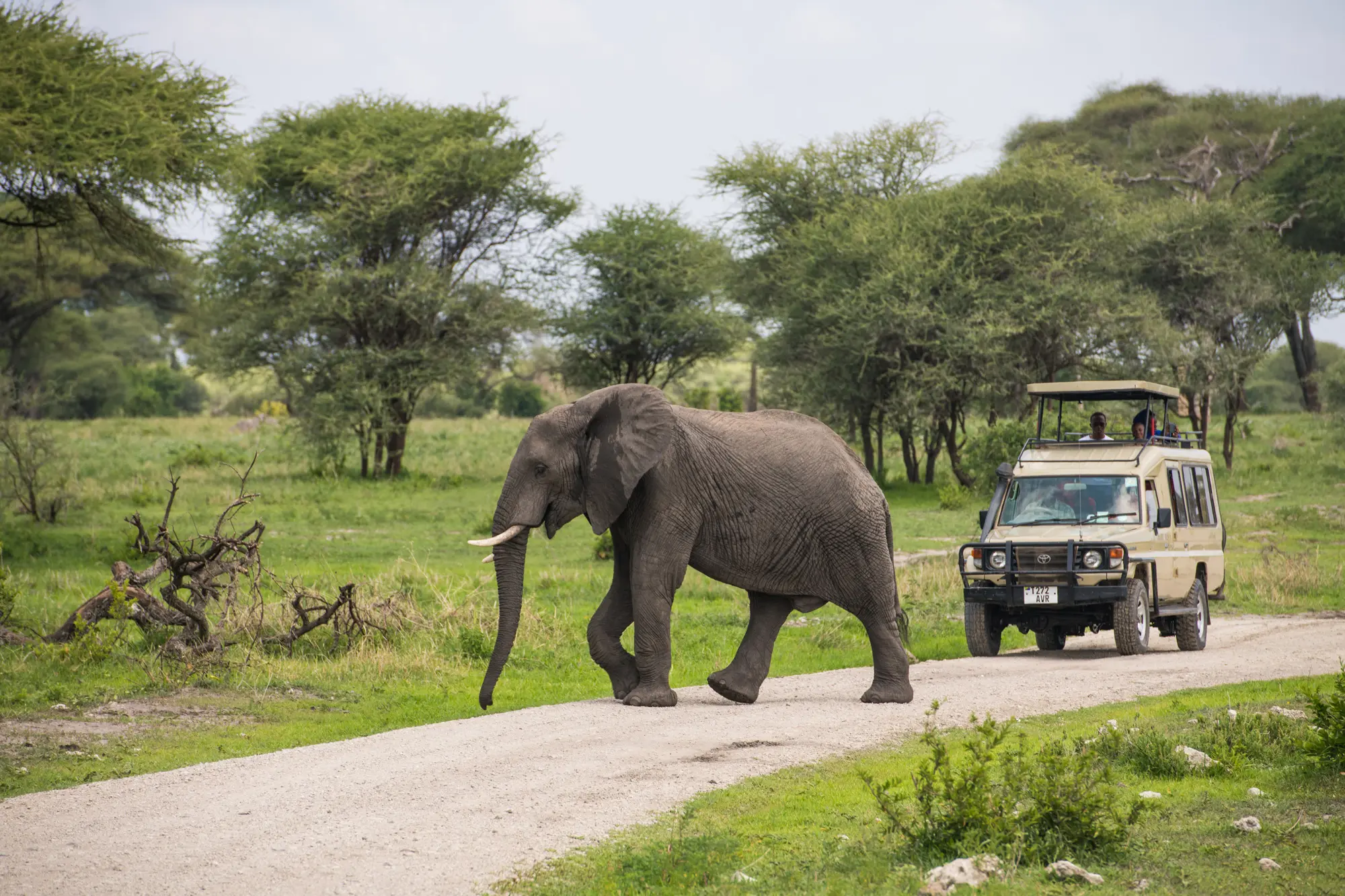 Elepahnt crossing the road infront of safari vehicle Tarangire Tanzania