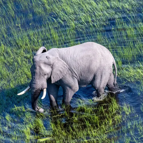 Aerial drone shot of an elephant feeding in the water Okavango Delta Botswana