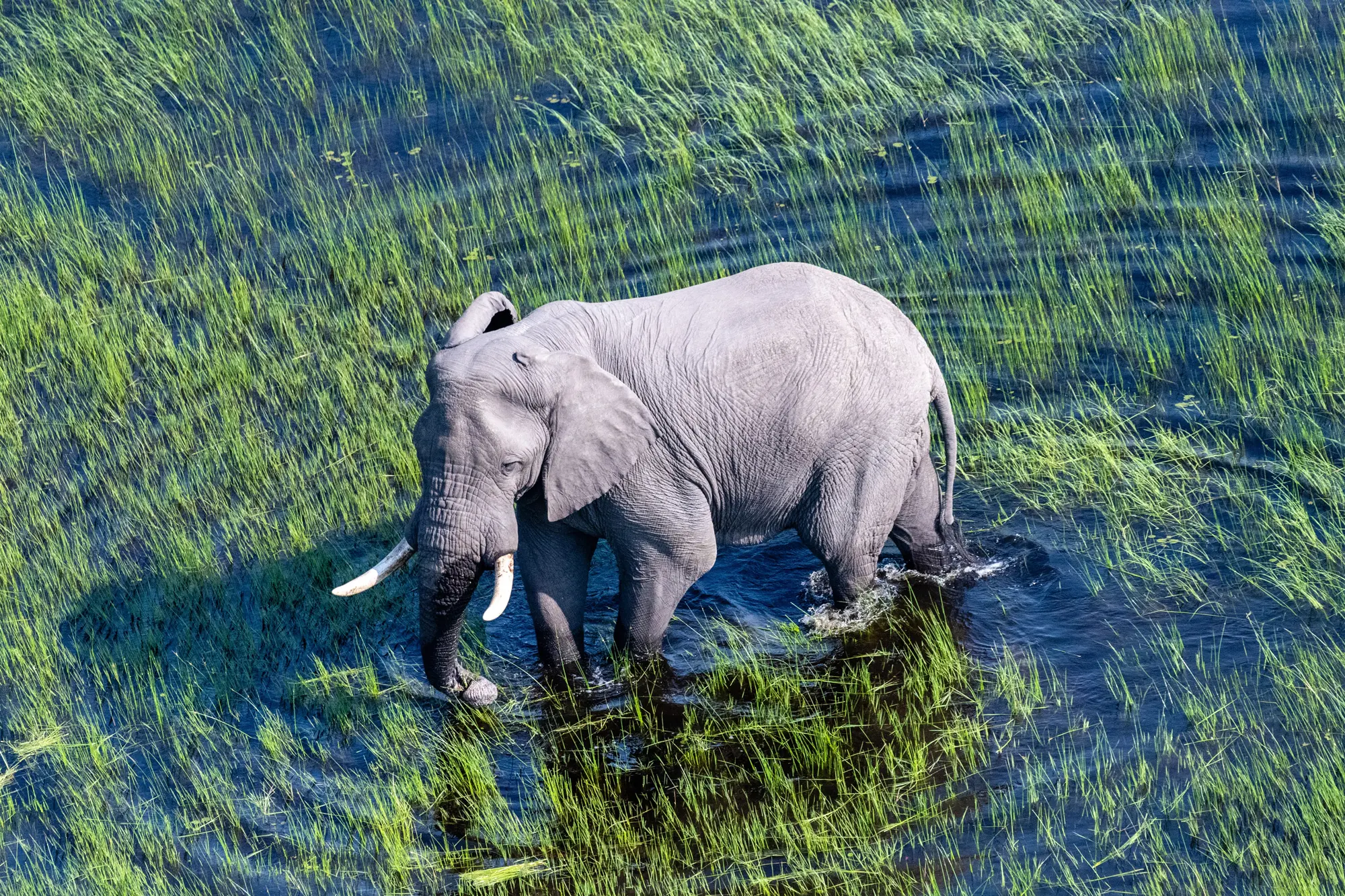 Aerial drone shot of an elephant feeding in the water Okavango Delta Botswana