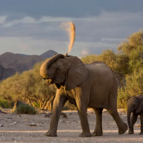 Elephant and calf in Hoanib Damaraland Namibia