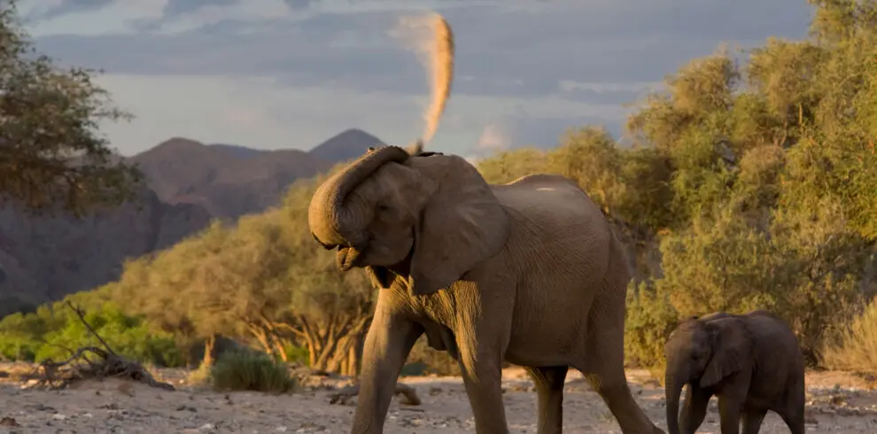 Elephant and calf in Hoanib Damaraland Namibia